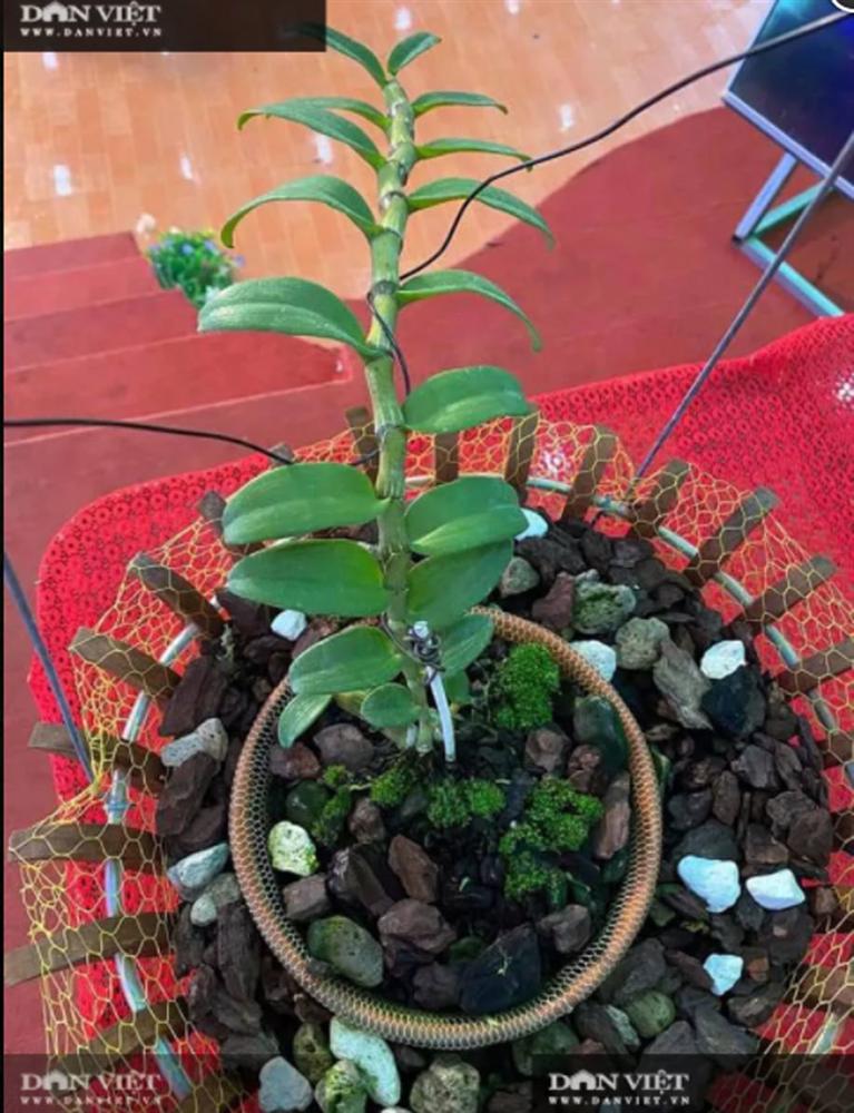 Xôn xao vụ chuyển nhượng lan đột biến Phi điệp Hồng Hạ Vân trị giá 5,5 tỷ đồng-3