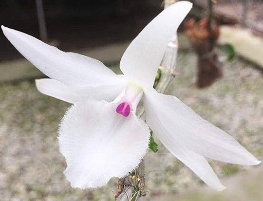 Bỏ gần 1 tỷ mua lan đột biến, 4 người nhận cái kết đắng-1