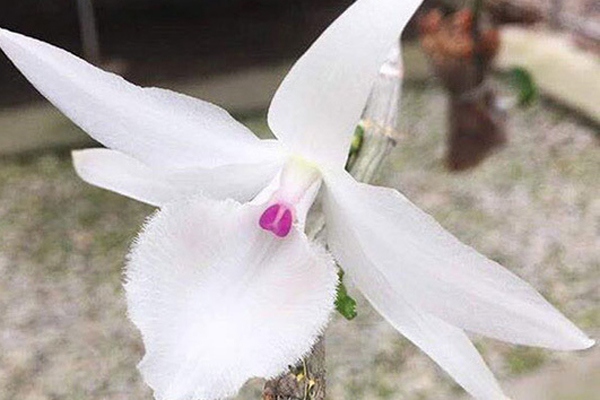 Lừa bán lan đột biến fake qua mạng xã hội, hot girl 9x chiếm đoạt gần 5 tỷ đồng chỉ trong 1 tháng-2