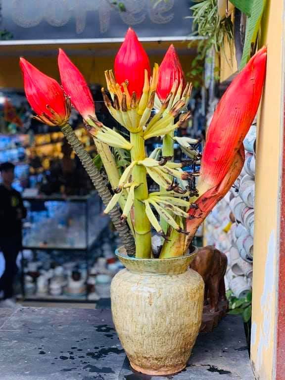 Dân công sở rủ nhau mua hoa chuối rừng về chơi Tết-3