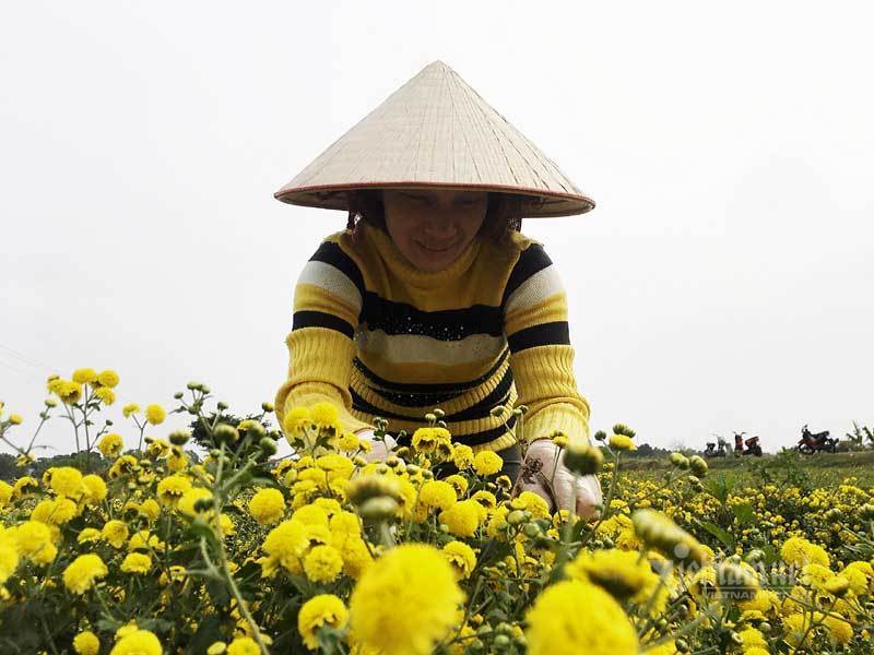 Suốt cả thế kỷ chỉ trồng một loại hoa, cả làng đều đặn thu tiền tỷ-4