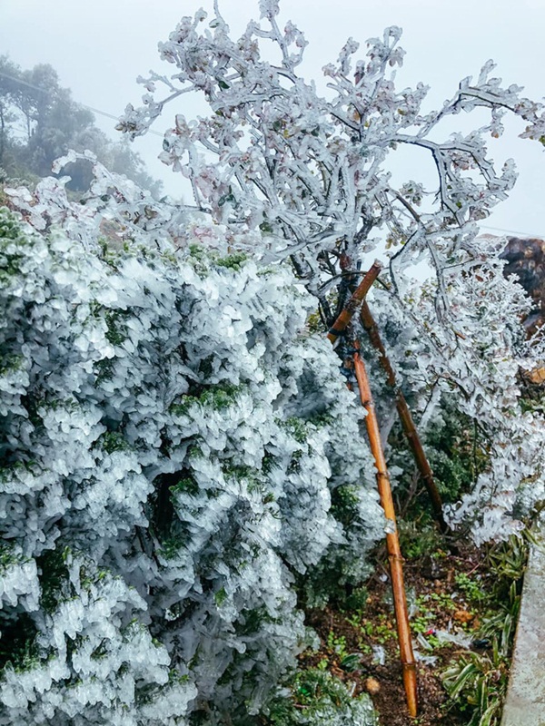 Ùn tắc đèo Ô Qúy Hồ - Sa Pa do nhiều du khách đổ lên xem băng tuyết-4