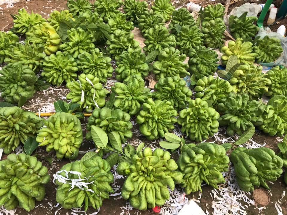 50 triệu mua 500 quả phật thủ bán Tết, 10 ngày ăn lãi gấp đôi-1