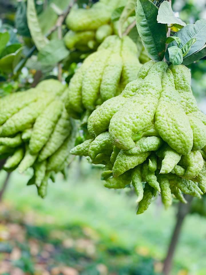 50 triệu mua 500 quả phật thủ bán Tết, 10 ngày ăn lãi gấp đôi-3