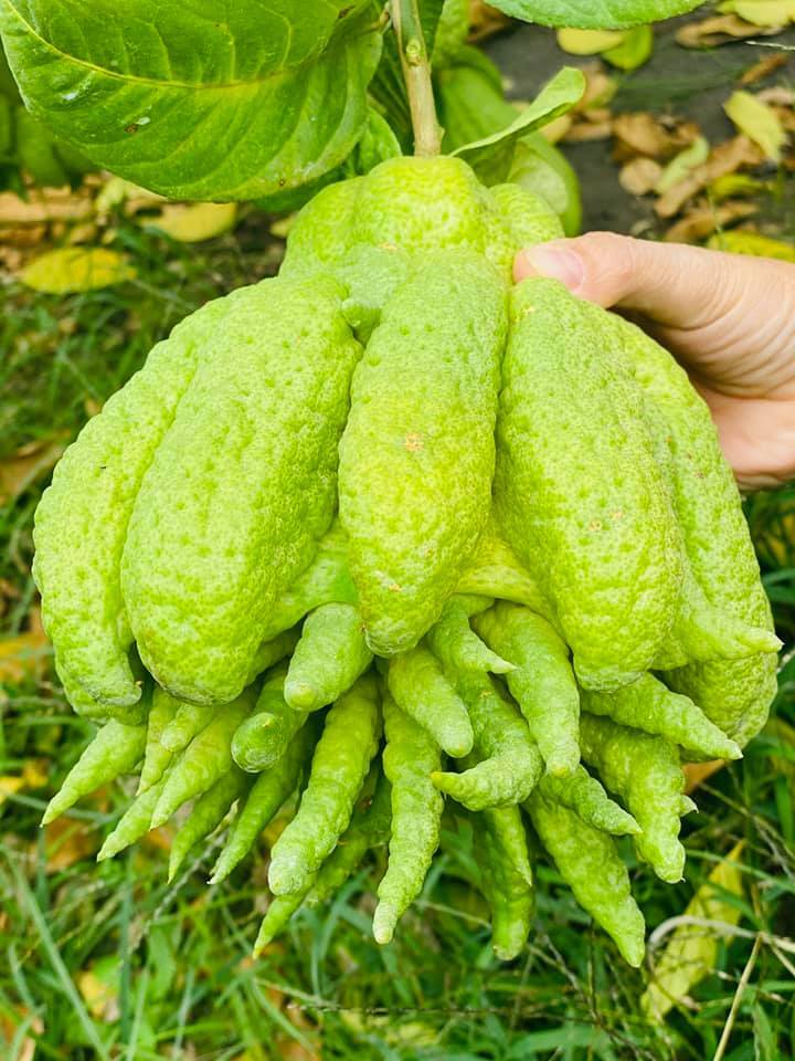 50 triệu mua 500 quả phật thủ bán Tết, 10 ngày ăn lãi gấp đôi-4