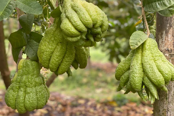 Người phụ nữ tuổi 40 thắng lớn 70 triệu nhờ cận Tết buôn được lô cây phật thủ bonsai giá mềm-10