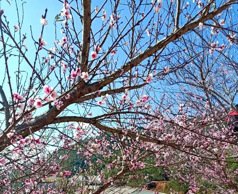 Dân buôn tiết lộ mùa Tết bán 800 cành đào rừng-2