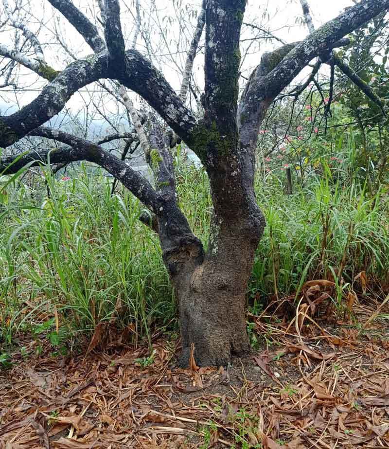 Dân buôn tiết lộ mùa Tết bán 800 cành đào rừng-3