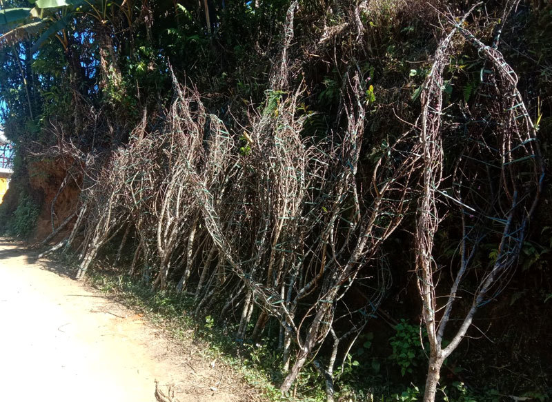 Dân buôn tiết lộ mùa Tết bán 800 cành đào rừng-5