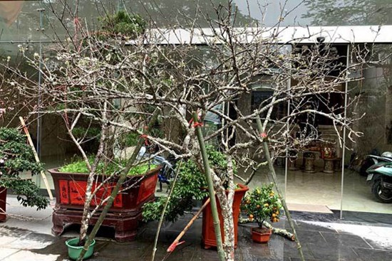 Dân buôn tiết lộ mùa Tết bán 800 cành đào rừng