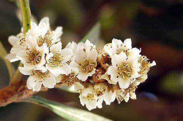 Quả chỉ có giá 100 nghìn/kg mà hoa bán được tới hàng triệu/kg-3