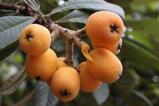 Quả chỉ có giá 100 nghìn/kg mà hoa bán được tới hàng triệu/kg