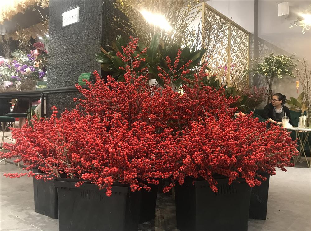 Giá đào đông chơi Tết 30 triệu đồng, nhìn như cây giả mà đắt không tưởng-10