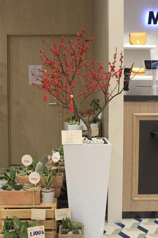 Giá đào đông chơi Tết 30 triệu đồng, nhìn như cây giả mà đắt không tưởng-2