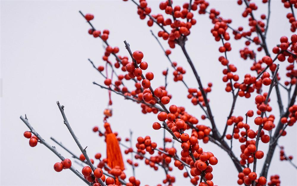 Giá đào đông chơi Tết 30 triệu đồng, nhìn như cây giả mà đắt không tưởng-6