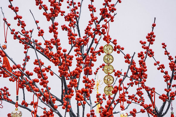 Đào cổ thụ xuống phố: Giá chát 100 triệu đồng/gốc, chỉ cho thuê không bán-11