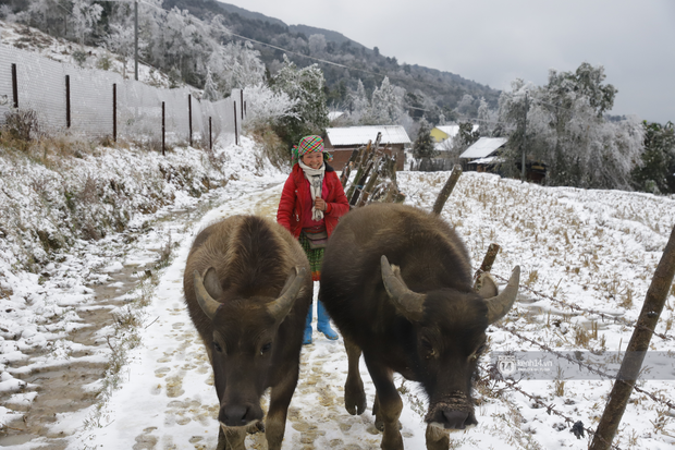 Mưa tuyết dày 10-20 cm khiến 45 con trâu chết, 93ha hoa màu hư hỏng, thiệt hại ước tính trên 2 tỷ đồng-1