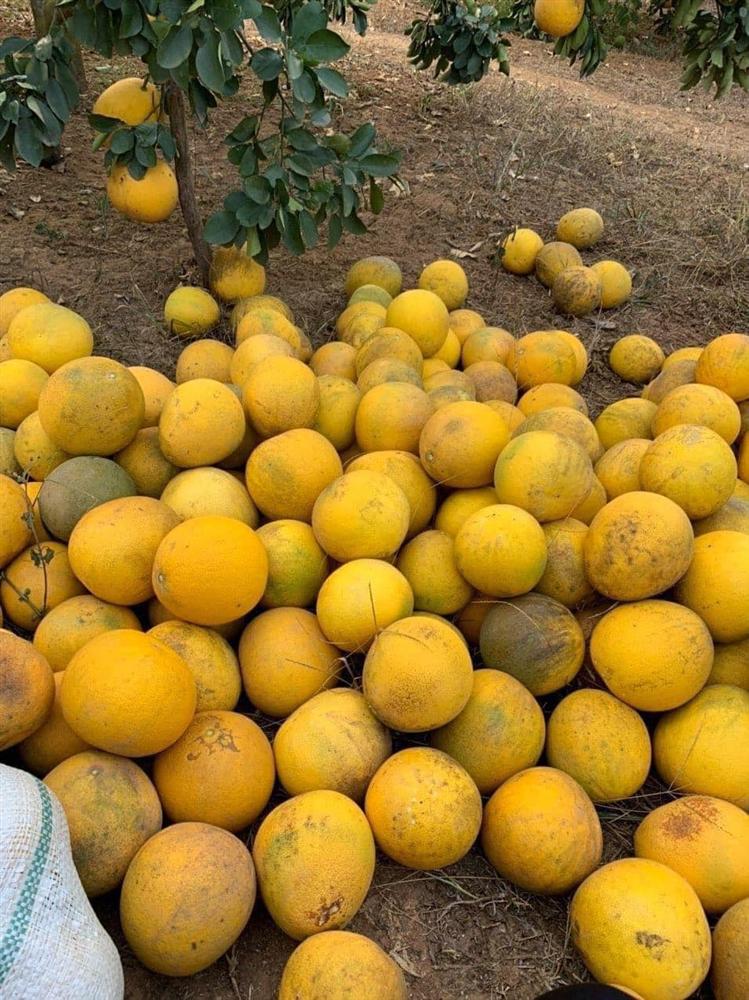 Bưởi Diễn rẻ chưa từng có giá chỉ 3.000 đồng/quả, tiểu thương ngày bán cả nghìn quả-3