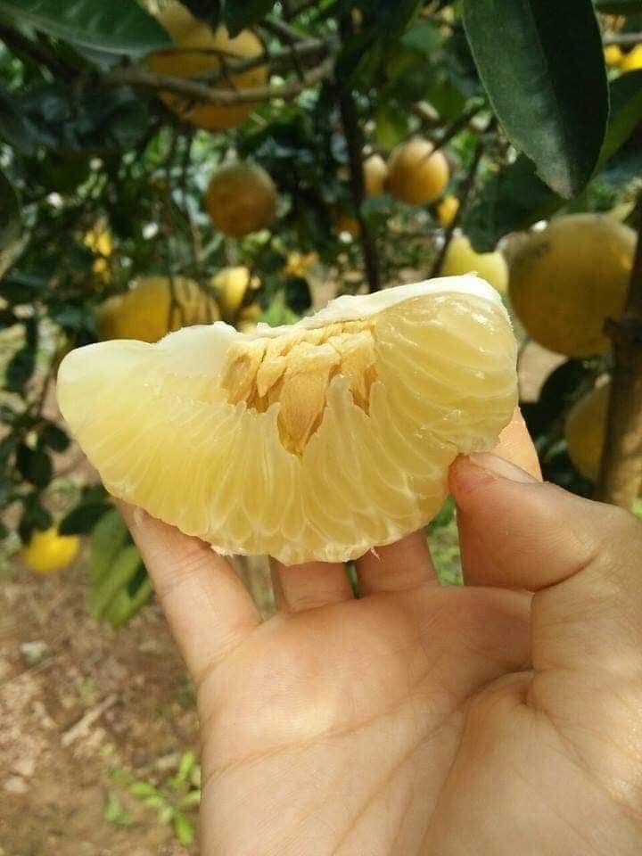 Bưởi Diễn rẻ chưa từng có giá chỉ 3.000 đồng/quả, tiểu thương ngày bán cả nghìn quả-4