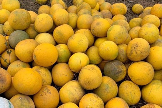 Bưởi Diễn rẻ chưa từng có giá chỉ 3.000 đồng/quả, tiểu thương ngày bán cả nghìn quả