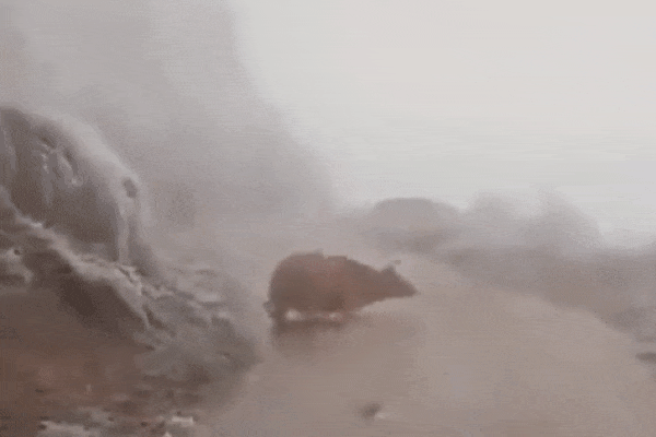 CLIP: CSCĐ yêu cầu kiểm tra, thanh niên lột đồ, đọc rap, hít đất giữa trời rét đậm ở Hà Nội-2