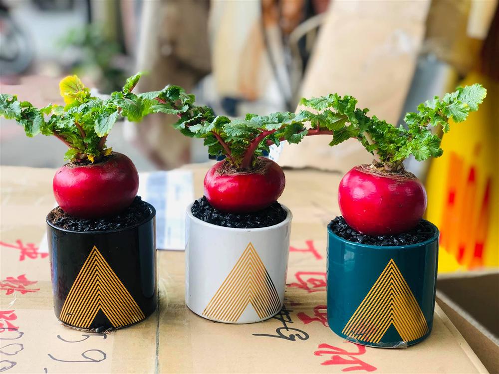 Củ cải đỏ khổng lồ bất ngờ tăng giá gấp đôi trên chợ mạng vì chị em nô nức order trang trí nhà ngày Tết-1