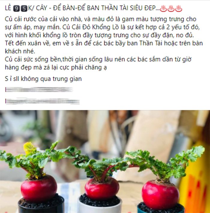Củ cải đỏ khổng lồ bất ngờ tăng giá gấp đôi trên chợ mạng vì chị em nô nức order trang trí nhà ngày Tết-2