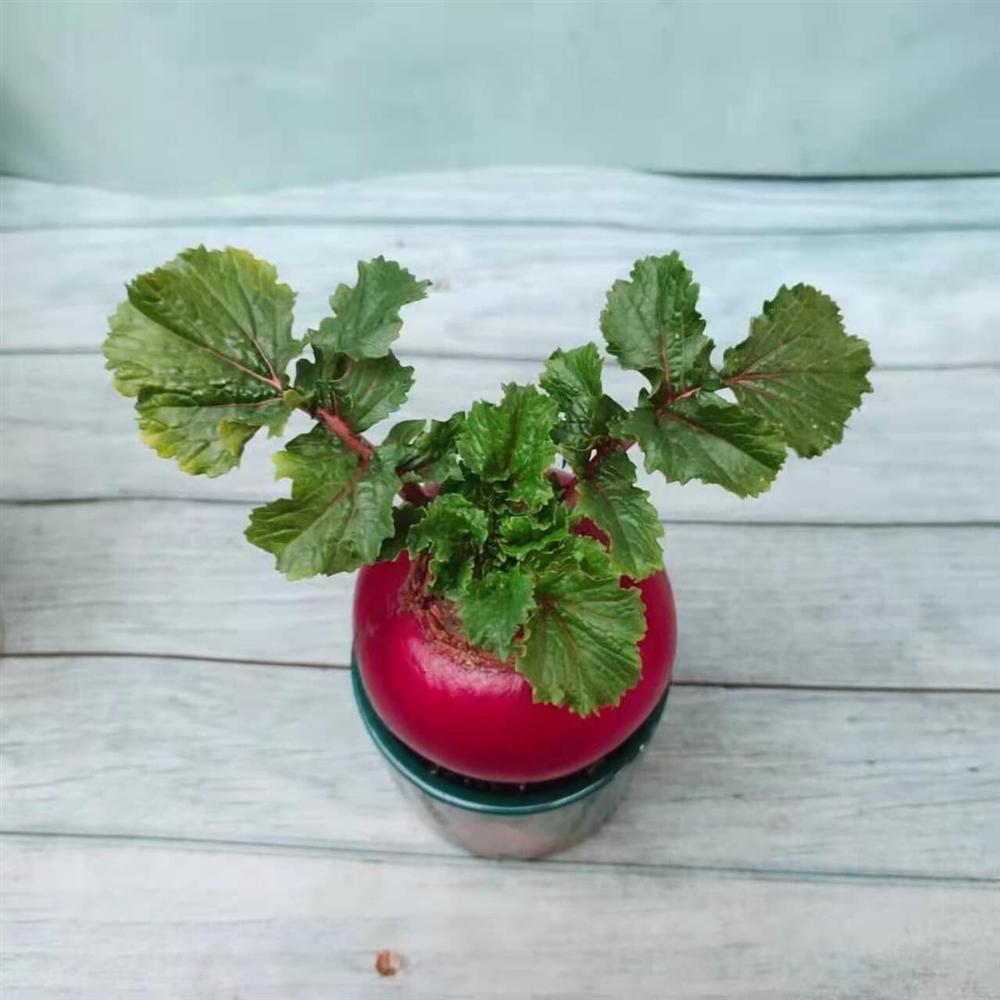 Củ cải đỏ khổng lồ bất ngờ tăng giá gấp đôi trên chợ mạng vì chị em nô nức order trang trí nhà ngày Tết-3