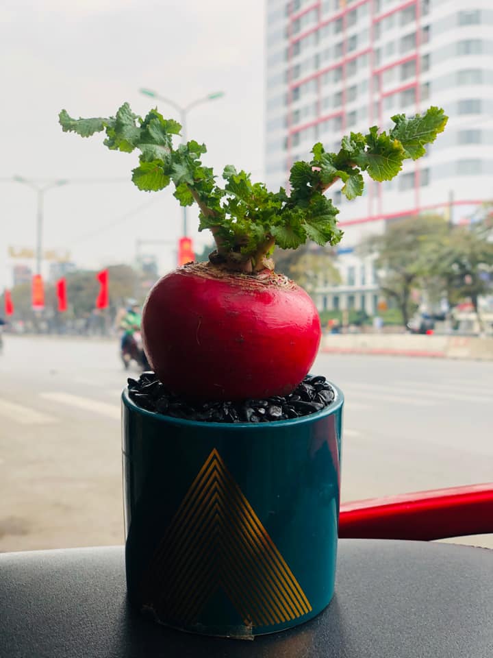 Củ cải đỏ khổng lồ bất ngờ tăng giá gấp đôi trên chợ mạng vì chị em nô nức order trang trí nhà ngày Tết-4