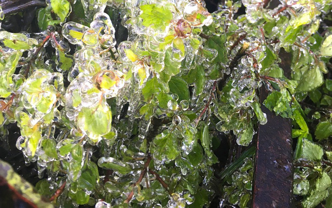 Nhiều nơi ở Nghệ An xuất hiện băng giá, cây cối, vật dụng đều bị đóng băng-8