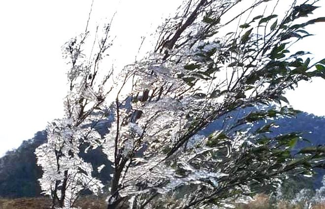 Nhiều nơi ở Nghệ An xuất hiện băng giá, cây cối, vật dụng đều bị đóng băng-9