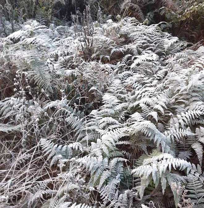 Nhiều nơi ở Nghệ An xuất hiện băng giá, cây cối, vật dụng đều bị đóng băng-14