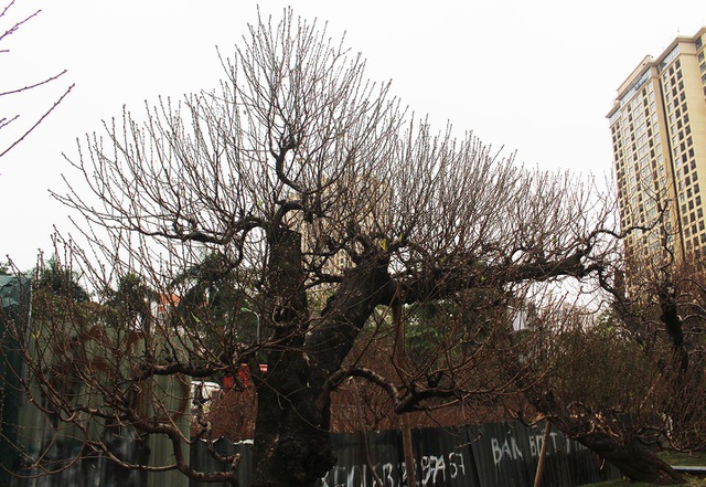 Đào cổ thụ xuống phố: Giá chát 100 triệu đồng/gốc, chỉ cho thuê không bán-2