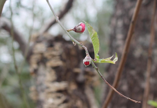 Đào cổ thụ xuống phố: Giá chát 100 triệu đồng/gốc, chỉ cho thuê không bán-3