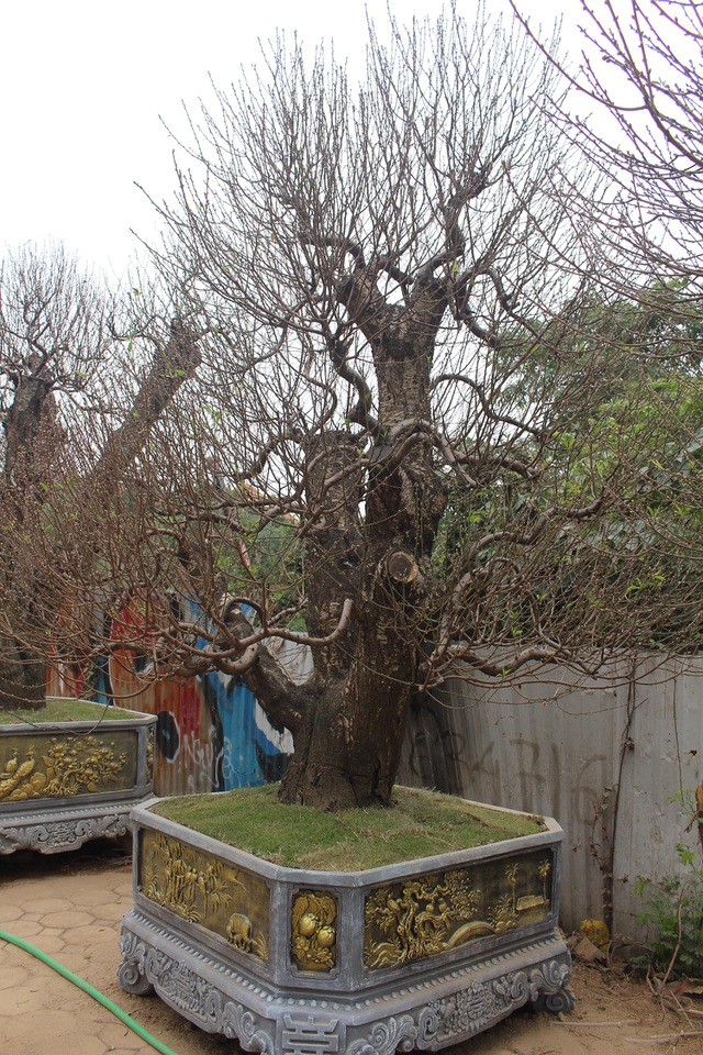 Đào cổ thụ xuống phố: Giá chát 100 triệu đồng/gốc, chỉ cho thuê không bán-4