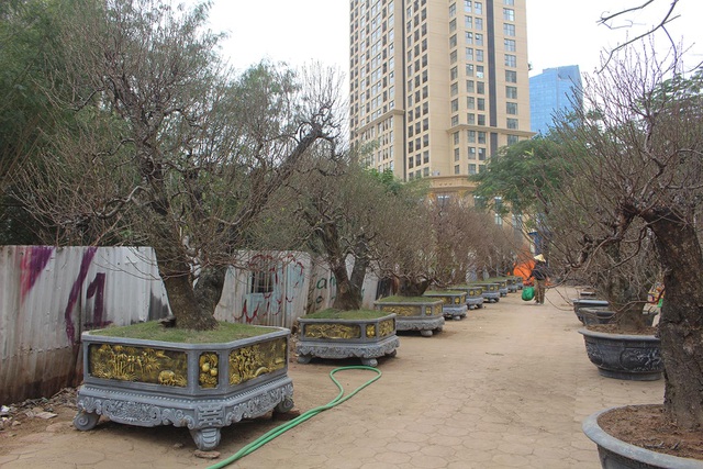 Đào cổ thụ xuống phố: Giá chát 100 triệu đồng/gốc, chỉ cho thuê không bán-6