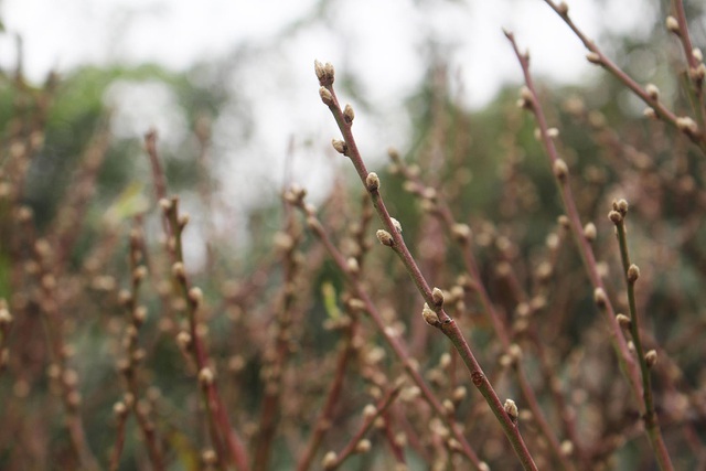 Đào cổ thụ xuống phố: Giá chát 100 triệu đồng/gốc, chỉ cho thuê không bán-8