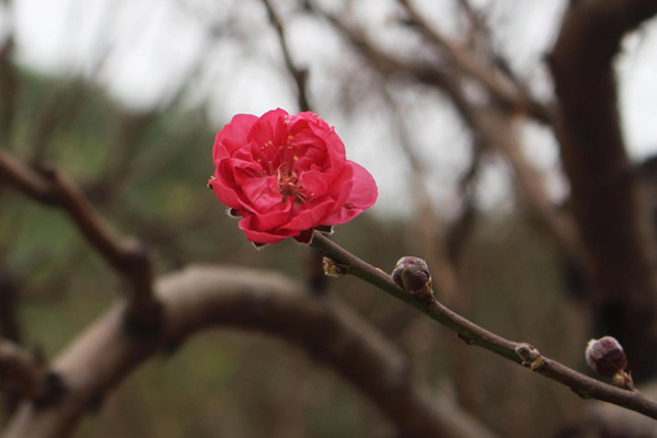 Chiêu kiếm 1 triệu đồng/ngày của cánh xe ôm ngày cận Tết-4