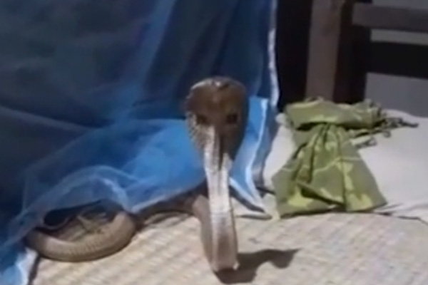 Sư tử leo cây đoạt mồi của báo đốm và cái kết đau điếng-1