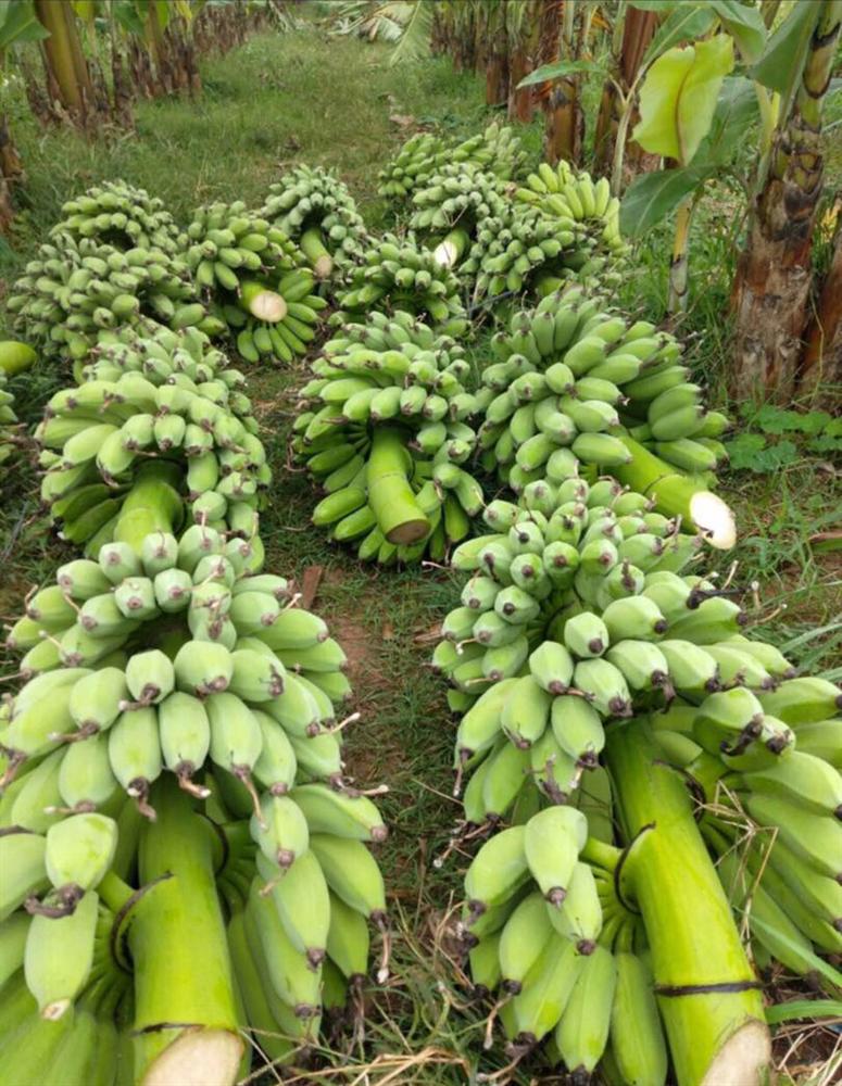 Bỏ 25 triệu đồng mua cả vườn chuối, tiểu thương thắng đậm gấp đôi khi bán 10 ngày Tết-2