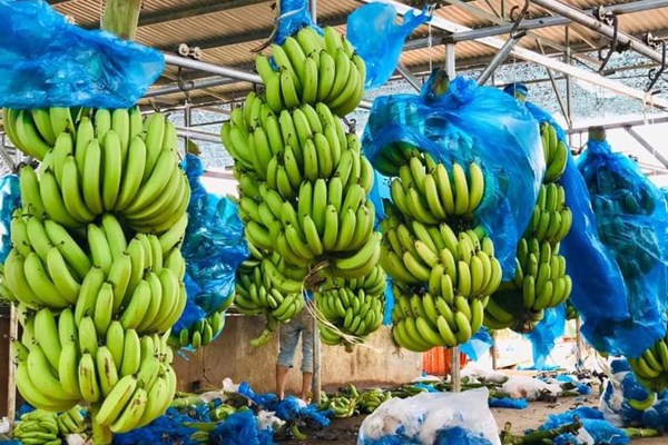 Giống chuối xanh biếc kì lạ tưởng chỉ là photoshop nào ngờ có thật 100%, lại còn được trồng ở rất gần Việt Nam-8