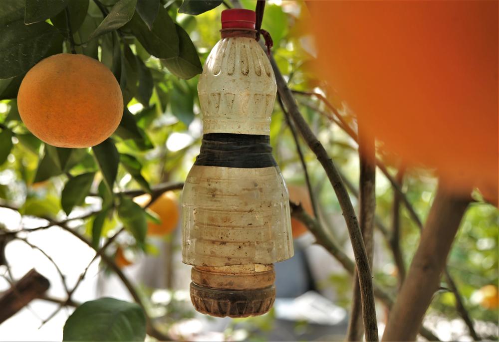 80.000 đồng một quả, cam Xã Đoài không đủ bán dịp Tết-12