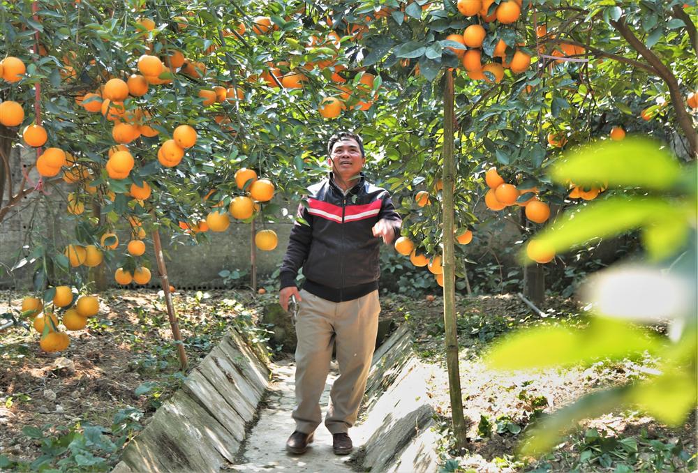 80.000 đồng một quả, cam Xã Đoài không đủ bán dịp Tết-3