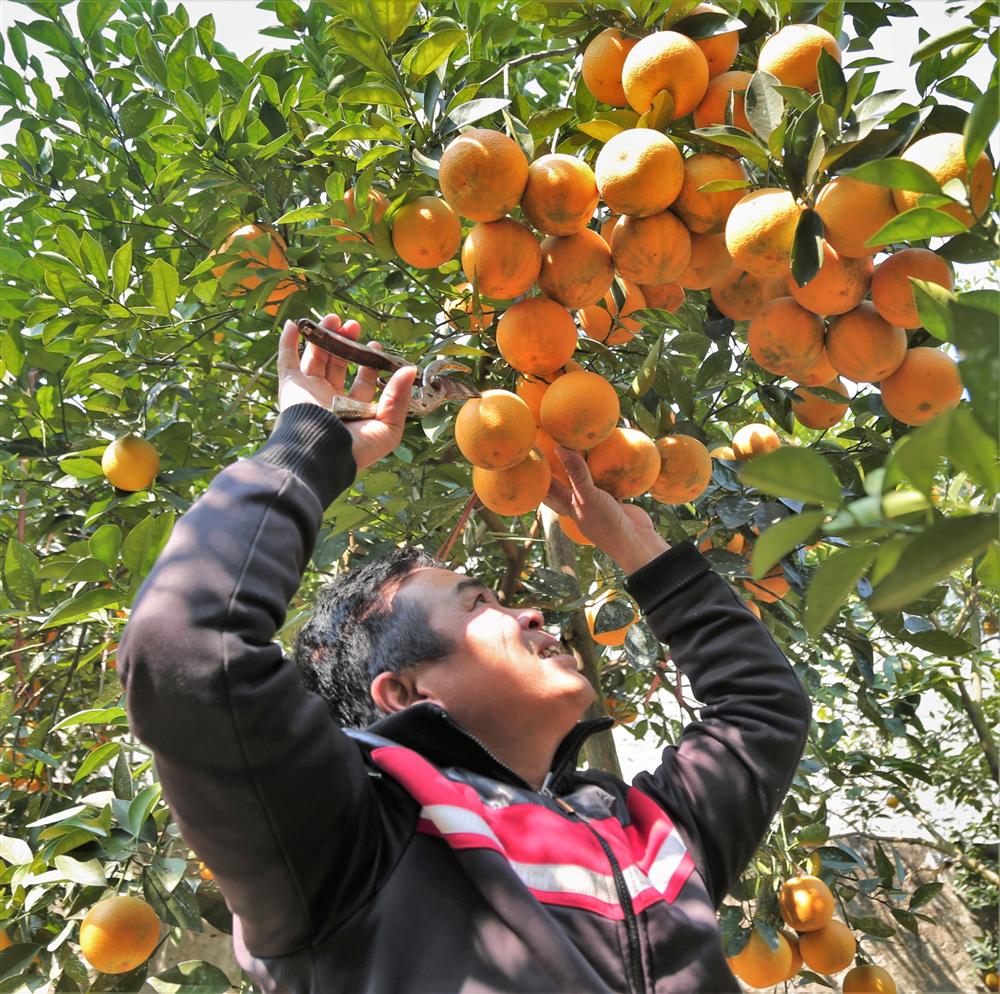 80.000 đồng một quả, cam Xã Đoài không đủ bán dịp Tết-4