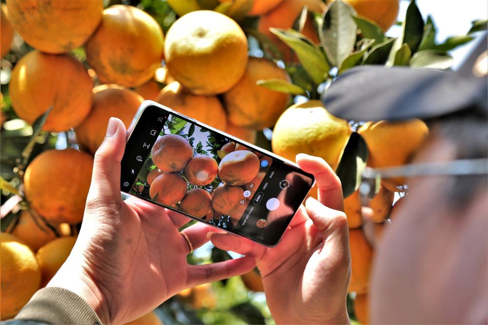 80.000 đồng một quả, cam Xã Đoài không đủ bán dịp Tết-6