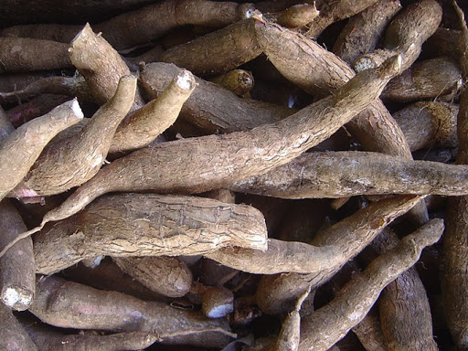 Từ vụ trẻ tử vong do ngộ độc sắn: Khi ăn sắn đừng để mất mạng vì thiếu hiểu biết!-3