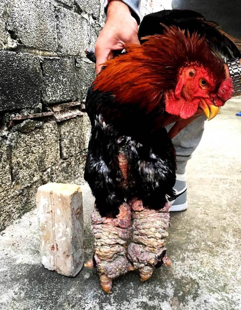 Trả 20 triệu đồng vẫn không mua nổi cặp chân gà Đông Tảo ăn Tết-2