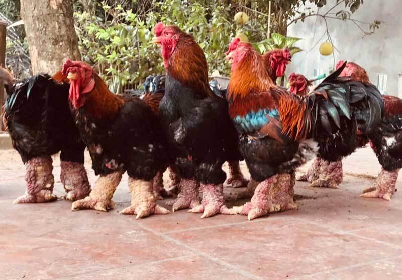 Trả 20 triệu đồng vẫn không mua nổi cặp chân gà Đông Tảo ăn Tết-1