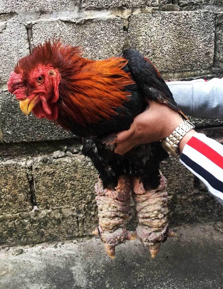 Trả 20 triệu đồng vẫn không mua nổi cặp chân gà Đông Tảo ăn Tết-3