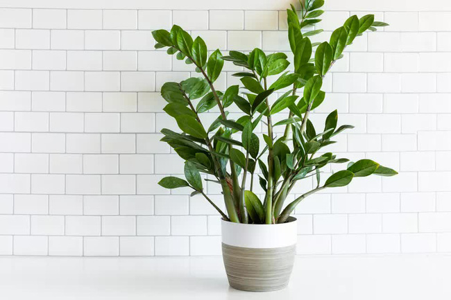 Trồng cây nào giúp mang lại sự giàu có, sung túc cho 12 con giáp?-1